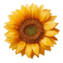 Bindu logo