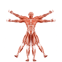 Aplicación Dr. Muscle logo